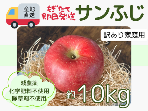 もぎたて 即日発送 りんご サンふじ 訳あり 家庭用 10kg 長野県産 信州りんご発祥の地 産地直送 除草剤不使用 人にやさしく環境にもやさしい