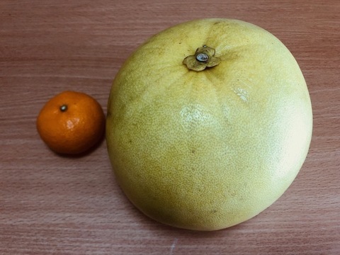 果実大きくプリプリ食感+上質な香り　【ギフト用】晩白柚　約４kg２個