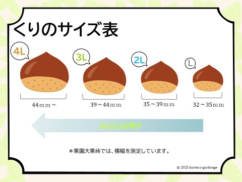 丹波くり　晩生 「岸根」 希少4Lサイズ 約1kg（本州のみ）②