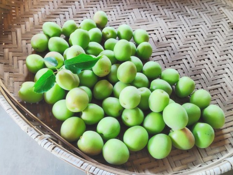 爽やかな酸味と香り　青梅２kg【自然栽培】
