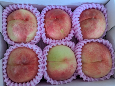 家庭用あかつき桃朝どり直送便1.5kg(5〜6玉入り)