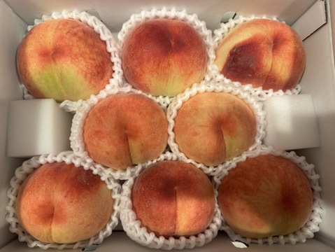 【すぐ発送！🍑山梨県産朝採れ白桃】約３キロ！特大～中サイズ８～１１個！一度食べたら忘れられない  その時期一番おいしい品種をお届け【品種おまかせ】