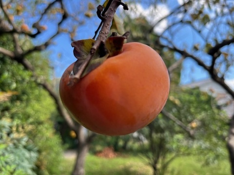 農薬・肥料不使用、自然栽培の甘柿。約１．５キロ。（１２個前後）