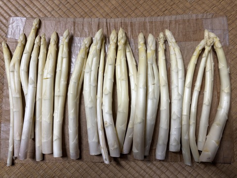 訳ありホワイトアスパラ　L〜4Lサイズ １キロ　香川県産「さぬきのめざめ」
