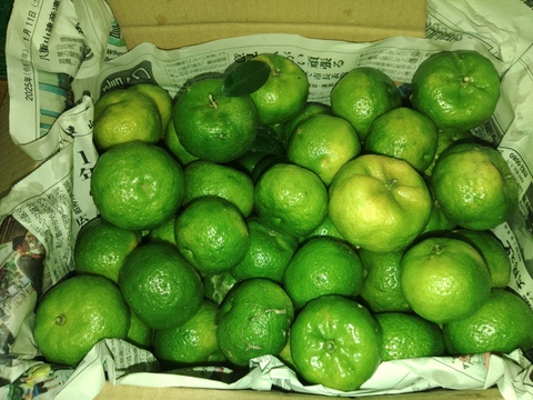 フルーツシークヮーサー（2kg）