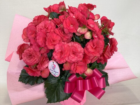 エラチオールベゴニア【ビノスピンク】５寸　八重咲きでピンクといったらこれ！