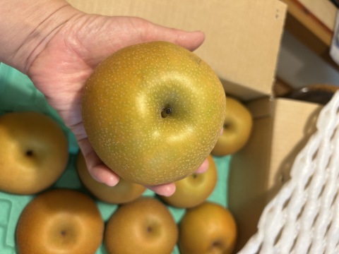 【南水3ｋｇ】糖度15°、超甘い、シャリ感、硬い、ジューシー、日保ちする信州生まれの優れもの！⑨【秀品】