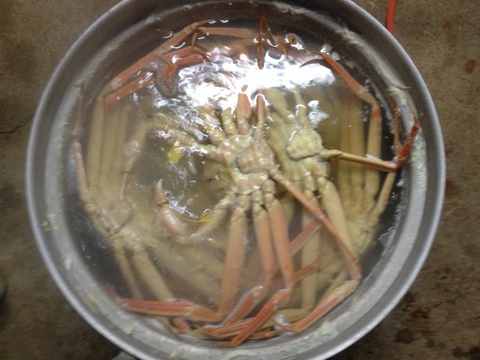 ⭐️ついに販売開始‼️宮内庁御用達の三国港の【越前蟹】冬の王者ブランドの黄色のタグ
※蟹では日本で初めての水産省の地理的表示G1認定の表示、
歴史・格式・品質保証が揃った一杯［茹で蟹]　数量限定、