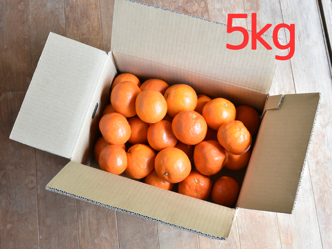 濃厚果汁がたっぷり！　セミノール【贈答用(特選品)】[5kg]　319-1