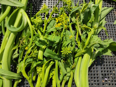 ✨今だけの春の味！高菜の花芽約300g＆絹さやエンドウ約80gセット｜旬のほろ苦さと甘み｜農薬・化成肥料不使用✨