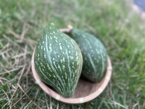 甘み濃厚！京都産ロロンかぼちゃ（2〜3玉 約3kg）
