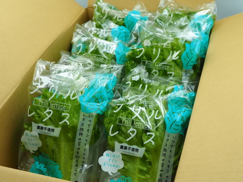 新鮮！！シャキシャキ「フリルレタス」LED光植物工場栽培　1箱10袋（1袋60g程度）入り
