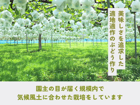 《ギフト》種なし巨峰（７〜１３房）長野県須坂市産・クール便