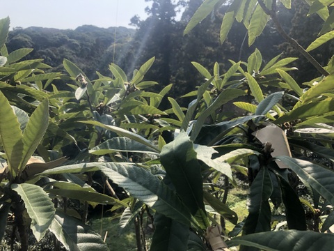 房州びわ1kg(露地栽培、農薬・化学肥料不使用)＊袋びわ