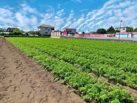 生でも甘い‼︎【採れたて産地直送春にんじん】彩誉 Lサイズ 約2kg