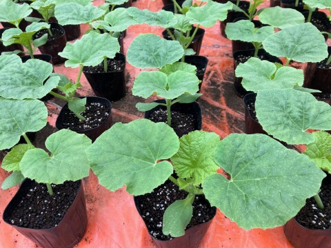 今季最終便【秋作】秀品マスクメロン3.2kg以上(1.6kg以上×2玉・くまモン箱入り)