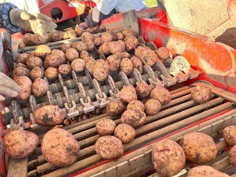 有機じゃがいも さやあかね 7kg（約500g増量、混み玉） 北海道十勝 2025年産 ねっとり？ホクホク？ ピンク肌のオーガニックじゃがいも