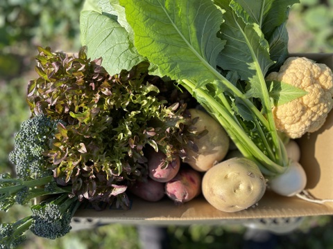 【榛名山の麓から】冬のシャキうま旬野菜セット・ちょうどいいサイズ！＜8品目＞