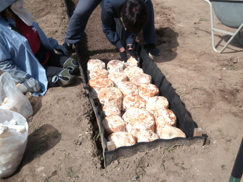 原木から育てた舞茸【今だけ！！秋限定】原木栽培
800g　高鮮度保持フィルムで包装