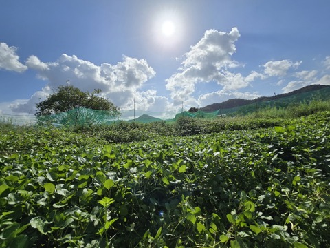 【500g】兵庫県但馬産　ごちそうクレソン
