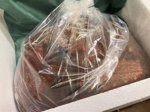 小泊産‼赤なまこ1kg（大、小込み）