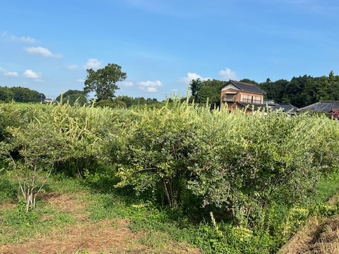 【大中粒・完熟甘～い】つくば産 冷凍ブルーベリー ５kg　ラビットアイ系ティフブルー