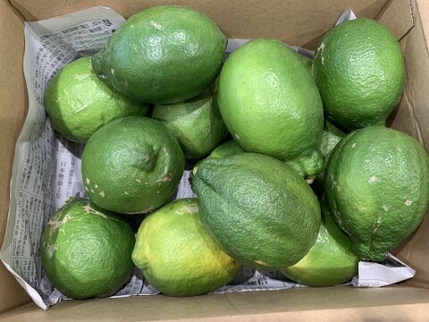 防腐剤、ワックス不使用　皮ごと使用  広島県産希少レモン 璃の香 訳あり品   ２ｋｇ(約14個入）