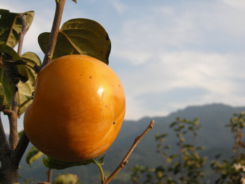太秋柿❗10玉入り2Ｌサイズ　3.5k箱
食味も食感も抜群です。
福岡県久留米市田主丸産
