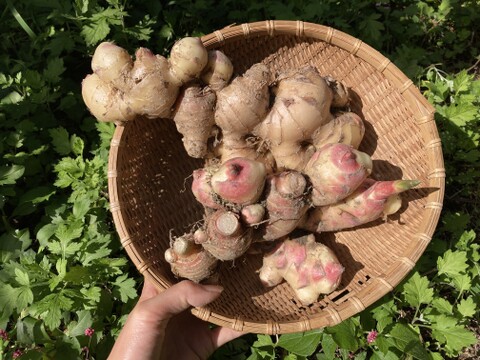 【高知県産】新生姜　1㎏【2025年10月】＃栽培期間中農薬・化学肥料不使用