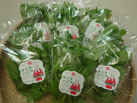 【★生で食べるサラダバジル！！★】サラダバジル（40ｇ×10袋）バジルの香りがやみつきに！