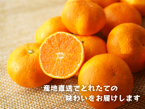 とれたてしもつみかん5kg｜和歌山県海南市下津町から産地直送でお届け