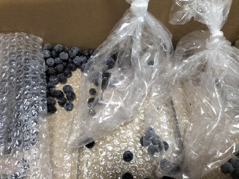 冷凍ブルーベリー4kg【訳あり：小中粒】：栃木県産のブルーベリー
