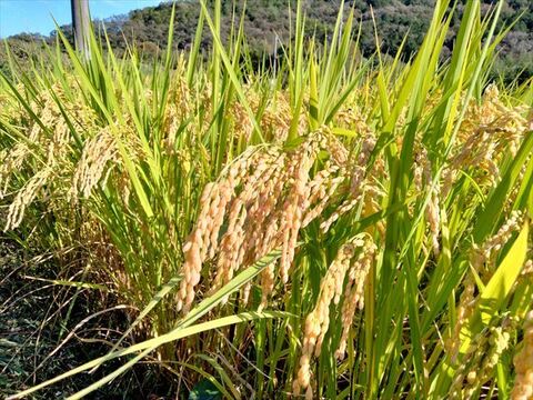 有機JAS認証【農薬不使用「ぴかまる」白米5kg】美味しくもちもち柔らか 2024年兵庫県産「タガメの里・自然米」