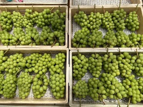 【シャインマスカット】山梨県笛吹市産！
約1.2kg（2房入り）🍇