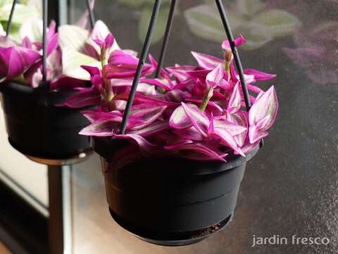 ハンギングタイプ！観葉植物 トラディスカンチア ピンクパラダイス 10.5cm吊り鉢 (203786)