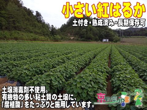 小さい紅はるか(京都産) ひとつ80～150g