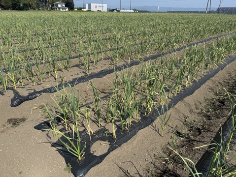 令和7年度　群馬県産　乾燥ニンニク 有機肥料栽培　農薬化学薬品無使用　1kg