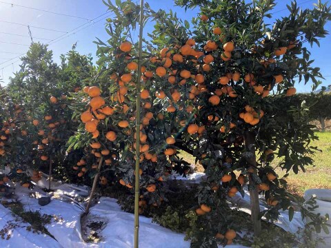 貯蔵熟成　甘い青島みかん　大玉　10㎏　静岡県から産地直送