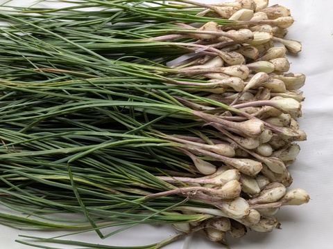 博多のシャキシャキらっきょう　1kg　福岡県産