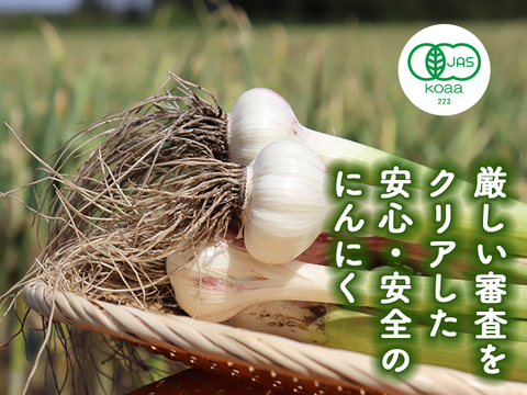 【宮崎県産 有機にんにく】 2025年（令和7年度）今年採れた有機にんにく王（１㎏入)