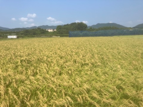 ＝玄米限定＝奥浜名の摩訶耶米(令和7年産）4.5㎏