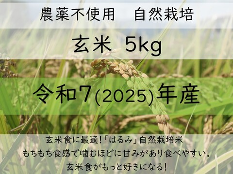 玄米食に最適「品種：はるみ」自然栽培米 5kg 令和7年産