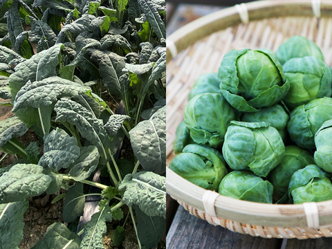 【今だけお得に販売！】葉が柔らかく食べやすいケール カーボロネロ1kg＆【お得！サイズバラバラ】芽キャベツ（1kg）規格外野菜 静岡県磐田市産