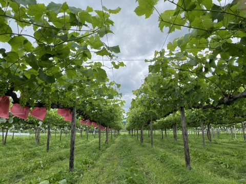 いろいろ食べられる！おまかせミックスぶどう『福島のブドウ』３kg（4〜8房）【贈答用】