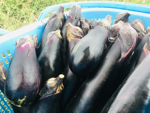 【農薬除草剤化学肥料不使用】食べるのが楽しい!選べるとろとろサクサク茄子2種