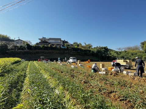 【収穫したての新生姜】 熊本のとれたて新しょうが1.5kg。とれたて・露地栽培の新生姜（1.5kg）を発送します。和食・鍋にいかがですか？
