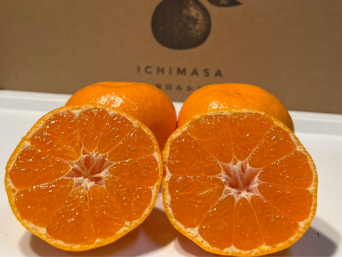 【完熟有田みかん】3キロMサイズ　ギフトにも！　温州みかん　宮川早生　早生みかん　低農薬　【冬ギフト】