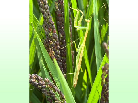 【令和7年】アクネモチ・緑米もち玄米（1kg）【栽培期間中　農薬・化学肥料不使用】