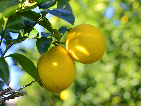 訳あり レモン 4kg【栽培期間中農薬不使用】（防腐剤・ワックス不使用）静岡県磐田市産
