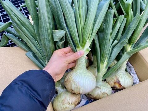 葉まで美味しい★艶ピカ新玉ねぎ　葉付き10玉